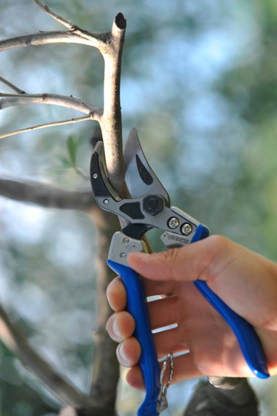 A6 - Curved anvil pruning shears with slicing cut