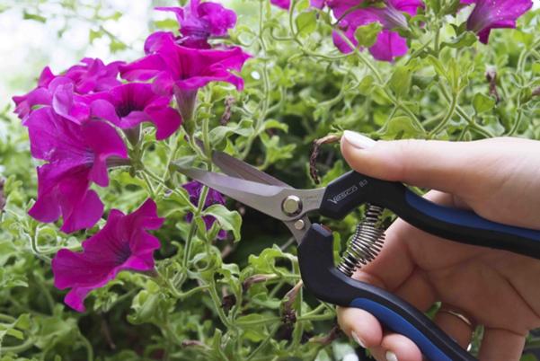 B3 - Grape cutting-and-cleaning shears