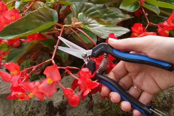 B2 - Shears grape-cutting and bonsai