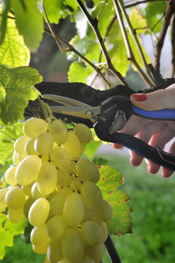 B3 - Grape cutting-and-cleaning shears