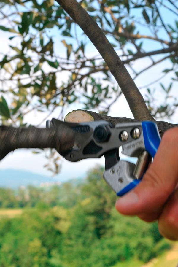 A6 - Curved anvil pruning shears with slicing cut